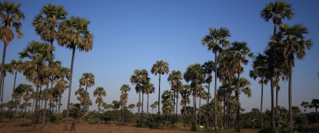 Palm trees in Bagan.