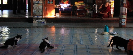 Jumping Cat Monastery in Nga Phe Chaung Village.