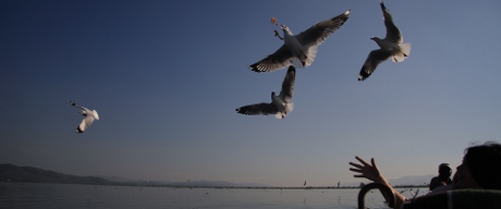 Birds in Inle Lake.