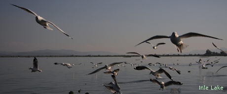 Gulls at Inle Lake.